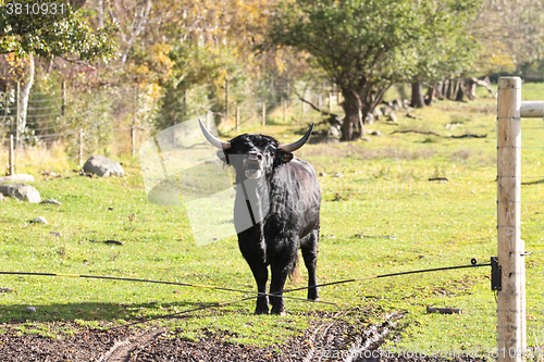 Image of danish cows 