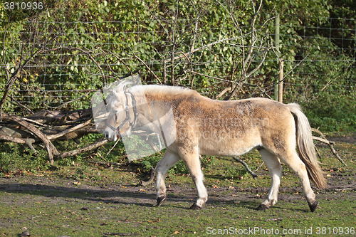 Image of danish horses