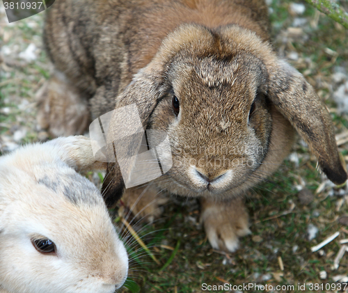 Image of Rabbit