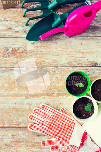 Image of close up of seedlings and garden tools