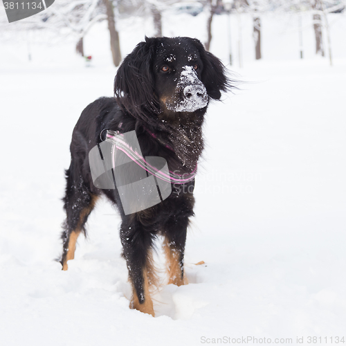 Image of Dog playing outside in cold winter snow.