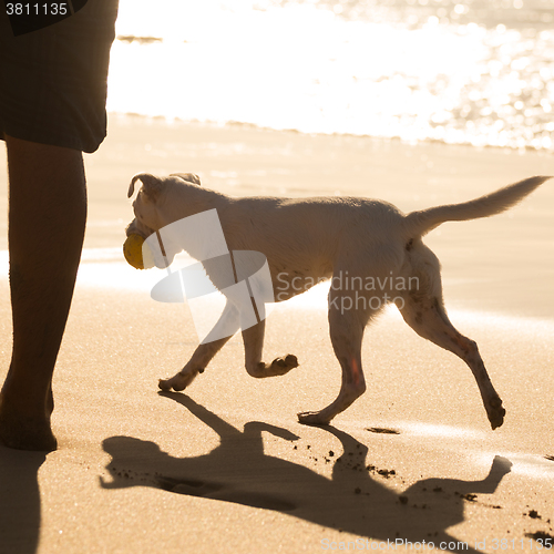 Image of Dog carrying ball on beach in summer.