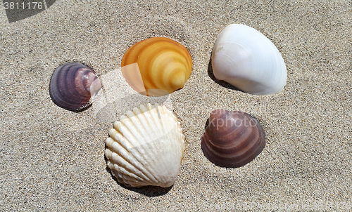 Image of Sea shells on sand