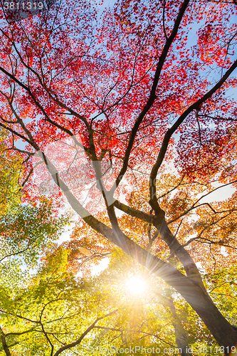 Image of Colorful autunm treetops.