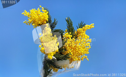 Image of Branches of mimosa flower on bright blue background