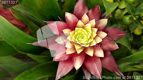 Image of Beautiful Bromeliad flower