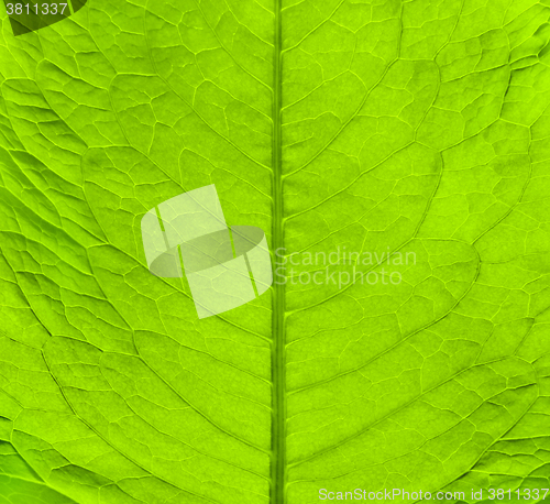 Image of Green fresh leaf texture