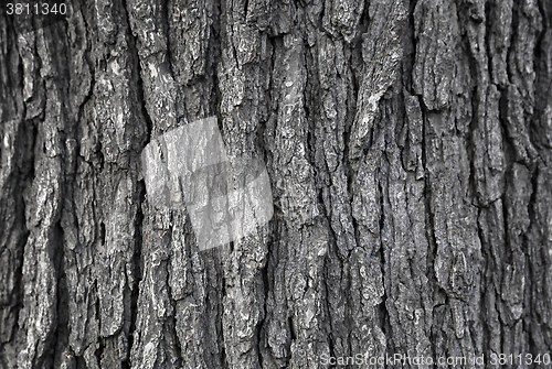 Image of Texture of tree trunk