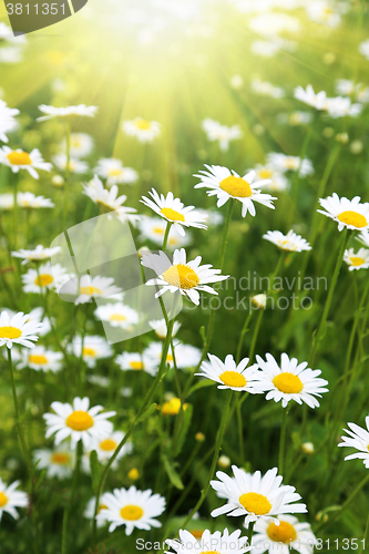 Image of Beautiful wild daisies