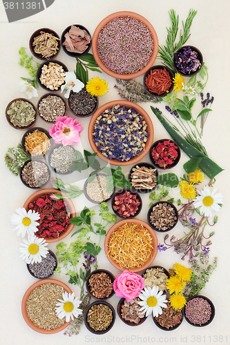 Image of Healing Herbs and Flowers