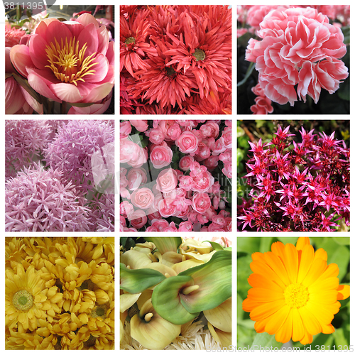 Image of Nine images of flowers