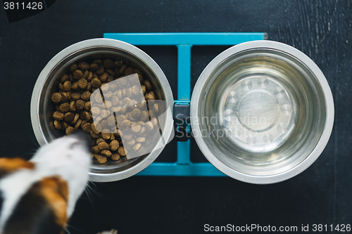 Image of Two dog bowls