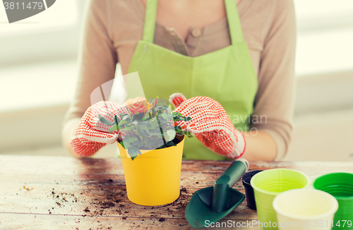 Image of close up of woman hands planting roses in pot