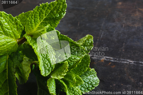 Image of leafs of fresh mint 