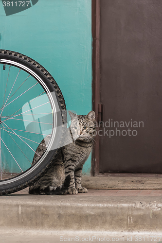 Image of Gray striped cat is lonely