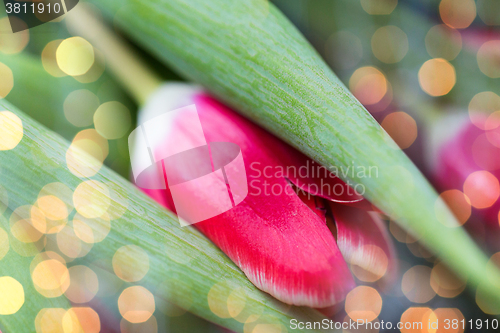 Image of close up of tulip flowers