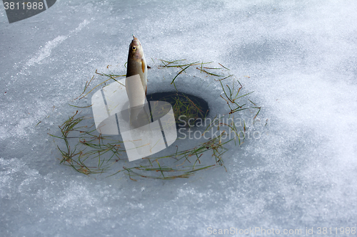 Image of Spring fishing. Grayling fishing from melted ice hole