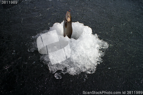 Image of Spring fishing. Grayling fishing from melted ice hole