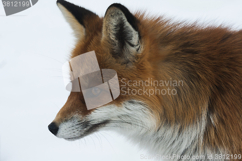 Image of red fox