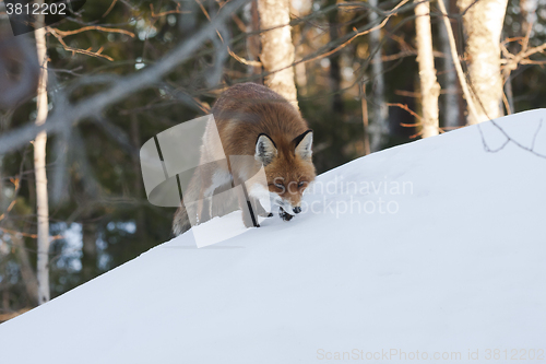 Image of fox on the hill