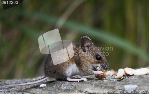 Image of wood mouse