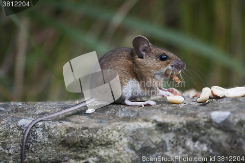 Image of wood mouse