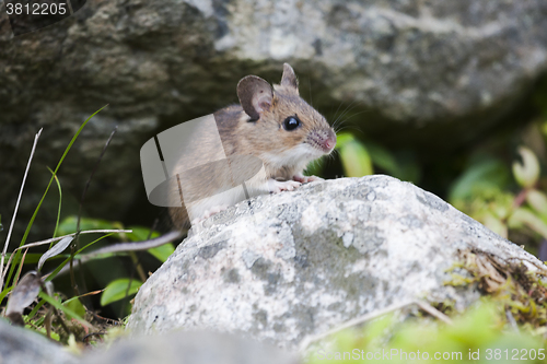 Image of wood mouse