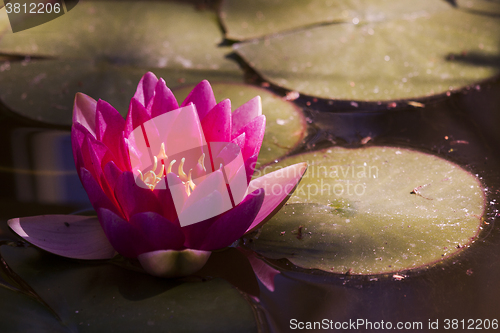 Image of red water lily