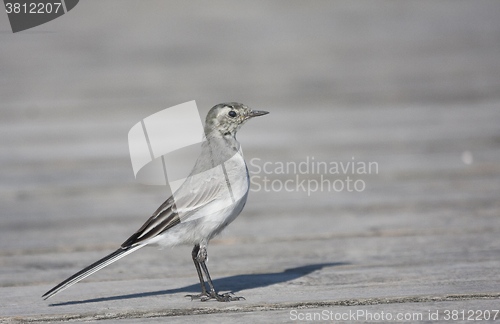 Image of juvenile white  wagtail