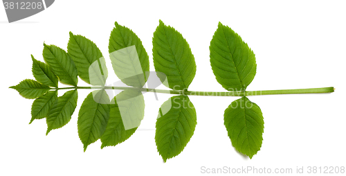 Image of Spring sorbus leaves