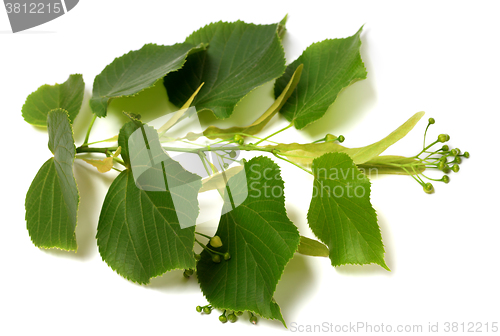 Image of Tilia twig before blossom