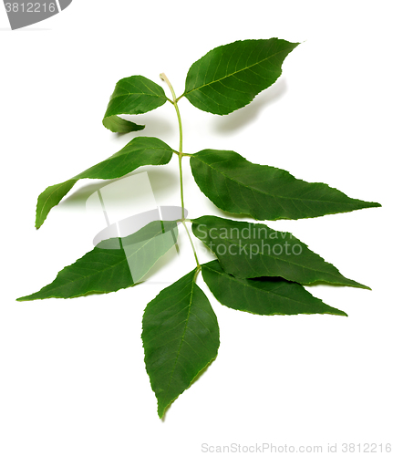 Image of Spring ash-tree leaves