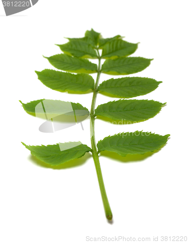 Image of Green rowan leaves