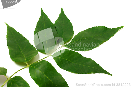 Image of Spring ash-tree leaves on white