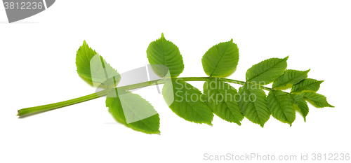 Image of Spring rowan leaves