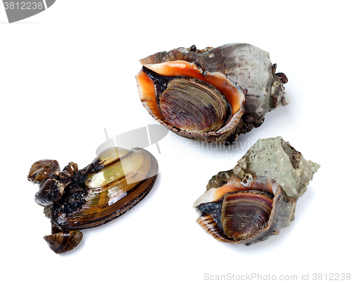 Image of Two veined rapa whelk and anodonta (river mussel)