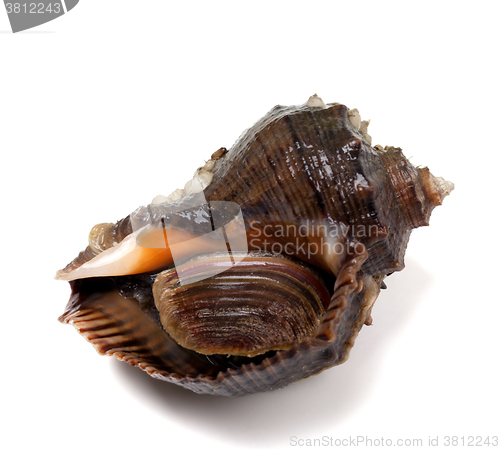 Image of Veined rapa whelk