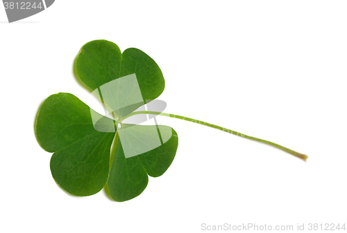 Image of Green clover leaf
