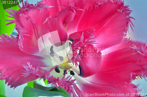 Image of Tulip flower macro