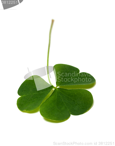 Image of Green clover leaf isolated on white background