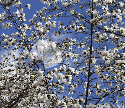 Image of Spring blooming magnolia