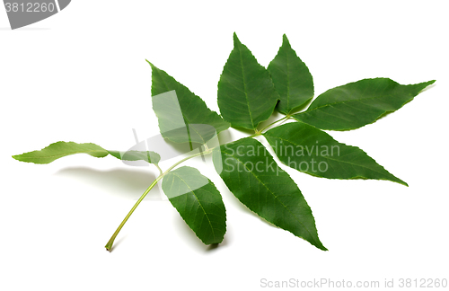 Image of Green ash-tree leaf