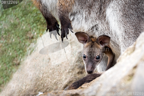 Image of Closeup of a baby of Red-necked Wallaby