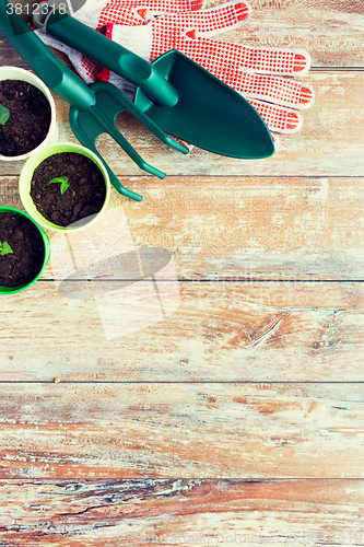 Image of close up of seedlings and garden tools