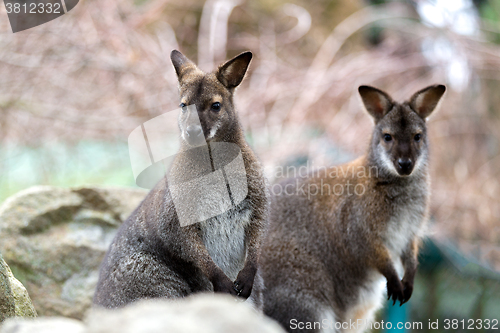 Image of Closeup of a Red-necked Wallaby