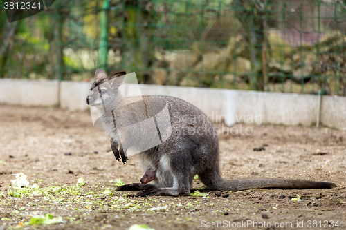 Image of Closeup of a Red-necked Wallaby with baby