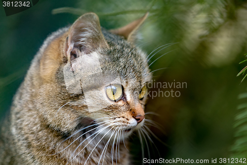 Image of close up cat portrait 