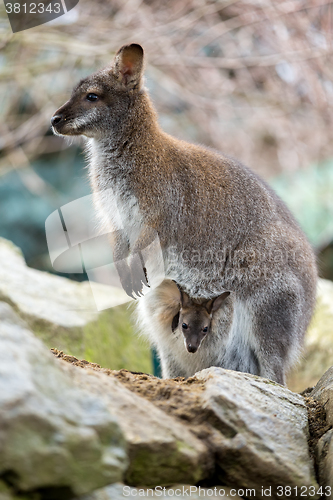 Image of Closeup of a Red-necked Wallaby with baby