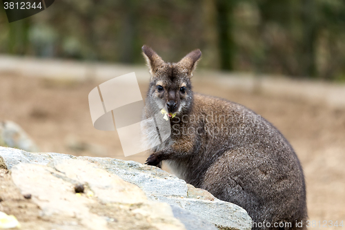 Image of Closeup of a Red-necked Wallaby