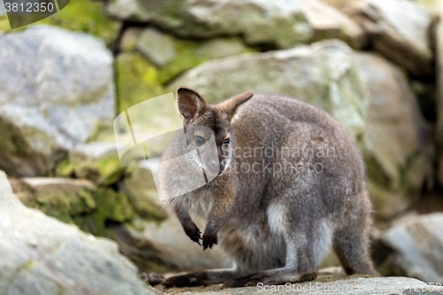 Image of Closeup of a Red-necked Wallaby